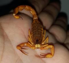Tityus serrulatus