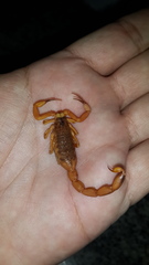 Tityus serrulatus