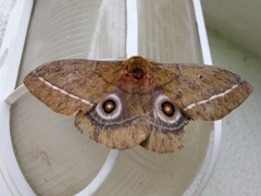 Gonimbrasia conradsi