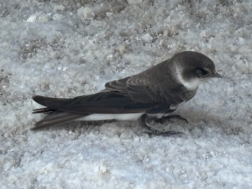 Bank Swallow