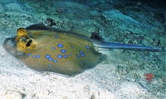Malacca Bluespotted Maskray photo 2