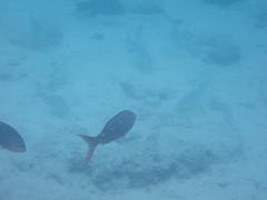 Cephalopholis colonus