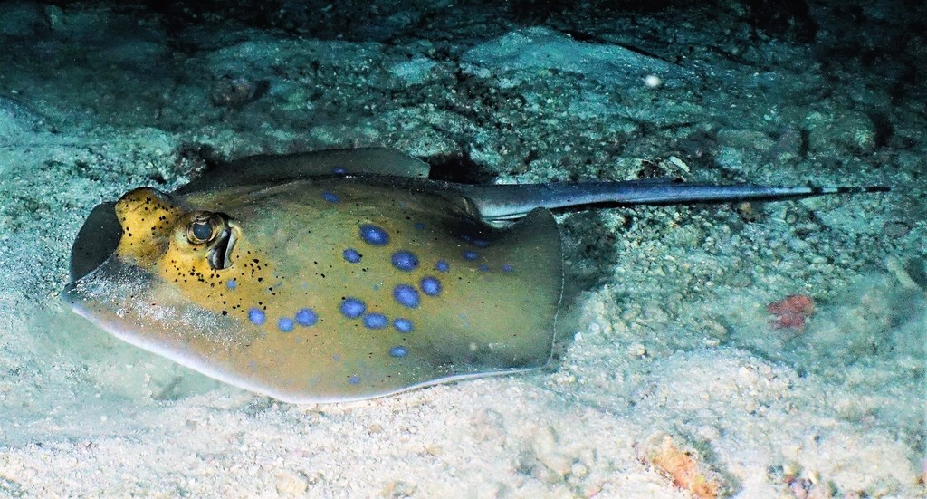 Malacca Bluespotted Maskray