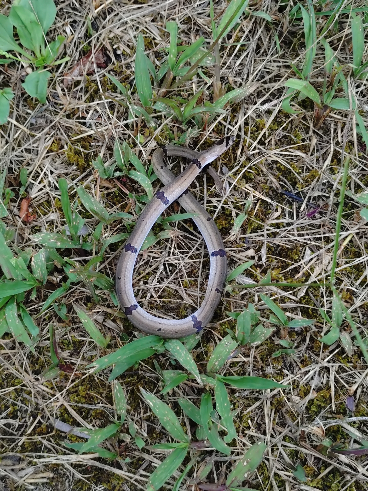 Ornate Kukri Snake, Oligodon ornatus