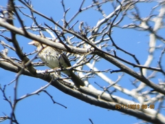 Coryphospingus pileatus