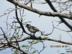 Coryphospingus pileatus