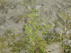 Gratiola quartermaniae