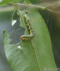 Heortia vitessoides