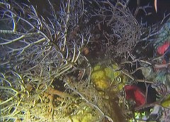 Astrophyton muricatum