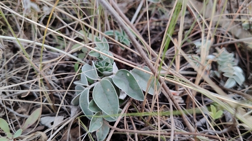 Hedysarum grandiflorum