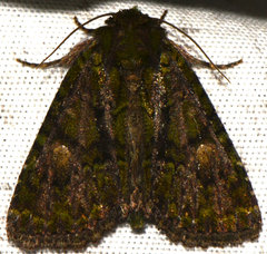 Phosphila miselioides