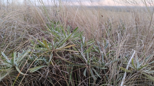Onosma simplicissima