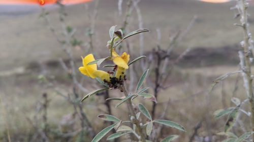 Ruthenian broom