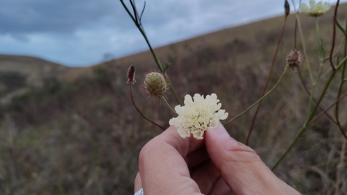 Cream Scabious