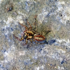 Plexippoides doenitzi