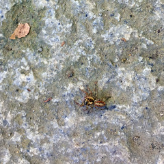 Plexippoides doenitzi