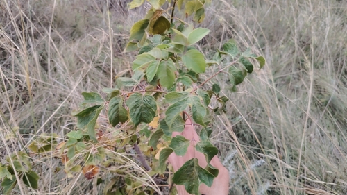box elder