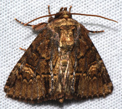 Phosphila turbulenta