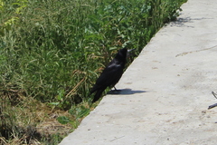 Corvus frugilegus
