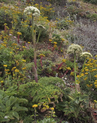 Angelica hendersonii