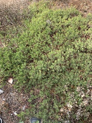Arctostaphylos franciscana