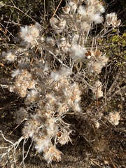 Tetradymia