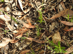 Myosotis australis