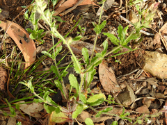 Myosotis australis