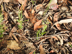 Myosotis australis