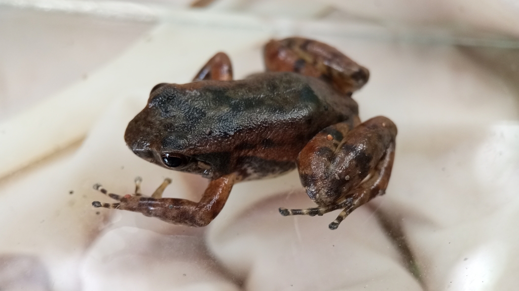 Trujillo Collared Frog