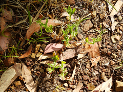 Myosotis australis