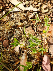 Myosotis australis