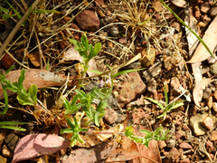 Myosotis australis