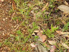 Myosotis australis