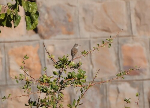 Greater Whitethroat