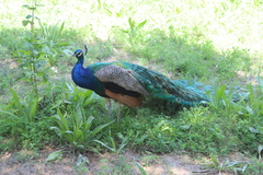 Pavo cristatus