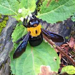 Xylocopa appendiculata circumvolans