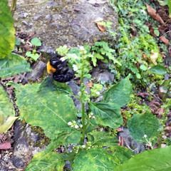 Xylocopa appendiculata circumvolans