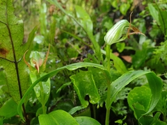 Pterostylis auriculata