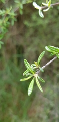 Olearia bullata
