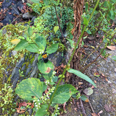 Xylocopa appendiculata circumvolans