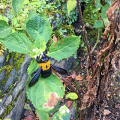 Xylocopa appendiculata circumvolans