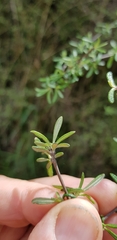 Olearia bullata