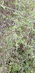 Olearia bullata