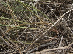 Bolivaria brachyptera