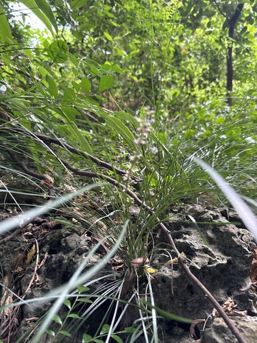 Ophiopogon reversus iNat (3)