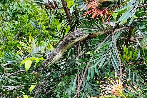 Coastal Carpet Python sighting