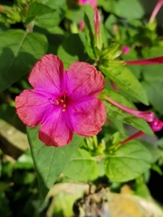 Mirabilis jalapa