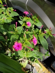 Mirabilis jalapa