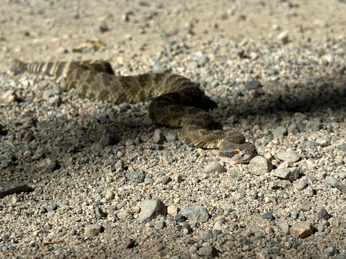 iNaturalist observation photo of Northern Pacific Rattlesnake